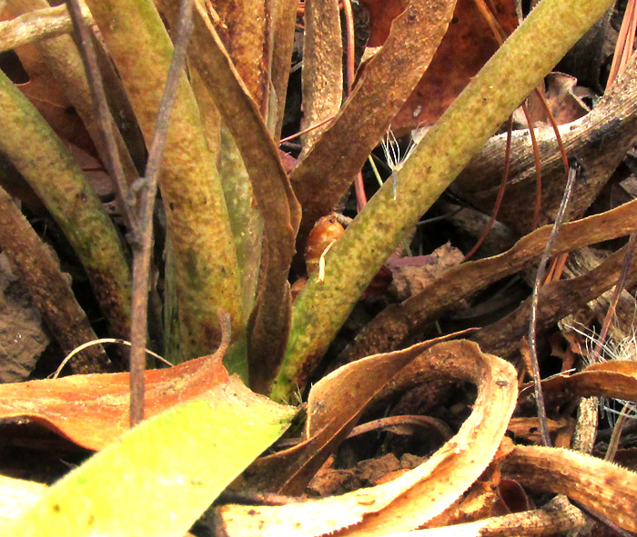 BESCHORNERIA cf. TUBIFLORA, tuft of leaf bases