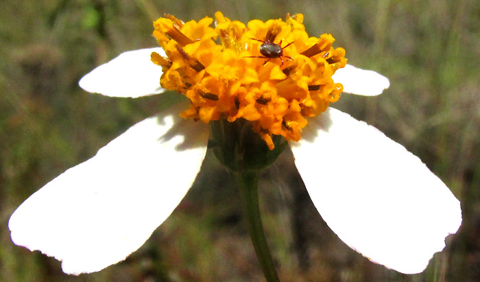 BIDENS PILOSA, capitulum with white ligule viewed from side