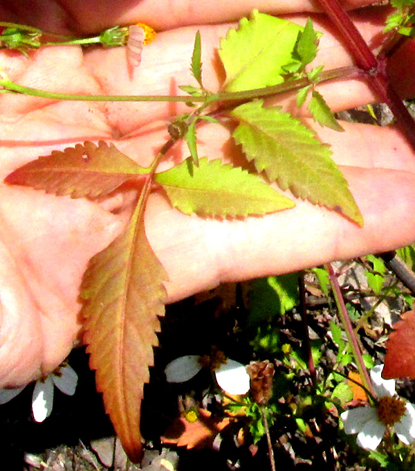 BIDENS PILOSA, compound leaf turning rusty red