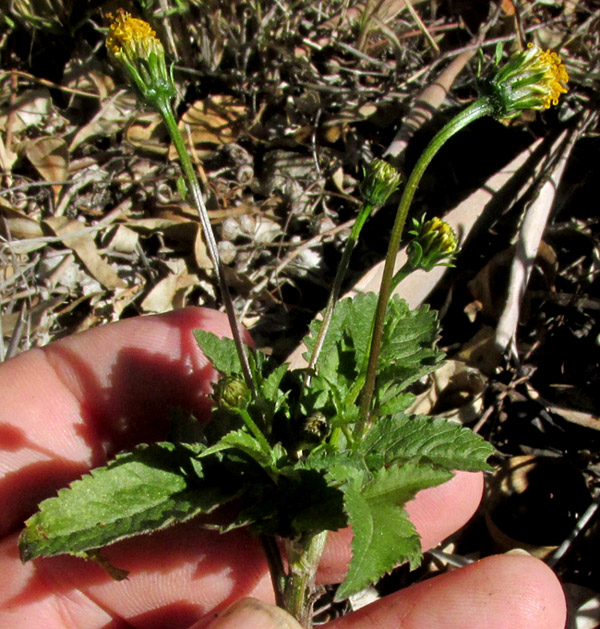 BIDENS PILOSA, two capitula without ray florets