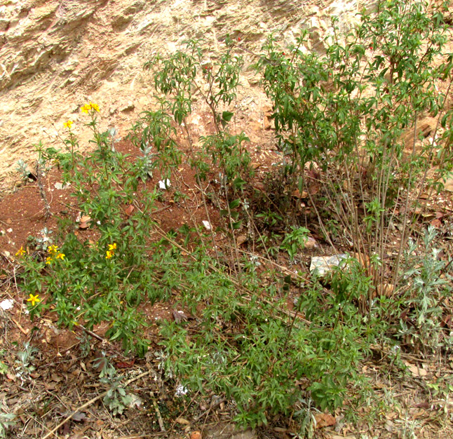 BIDENS OSTRUTHIOIDES, bush in habitat