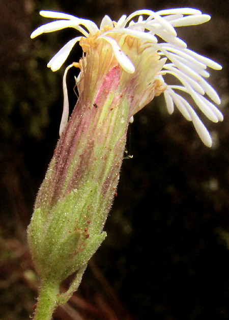 BRICKELLIA PEDUNCULOSA, capitulum viewed from side showing phyllaries and glands