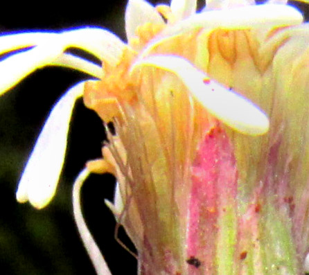 BRICKELLIA PEDUNCULOSA, close-up showing capillary pappus hairs
