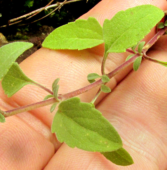 BRICKELLIA PEDUNCULOSA, opposite leaves and pink stem