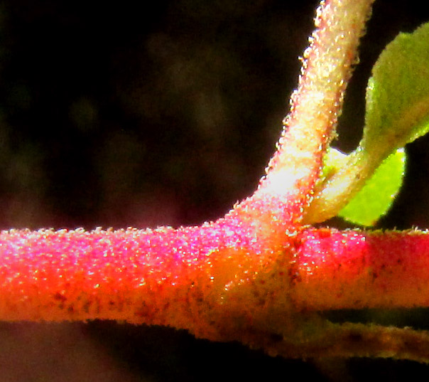 BRICKELLIA PEDUNCULOSA, hairs and glands on pink stem and petiole