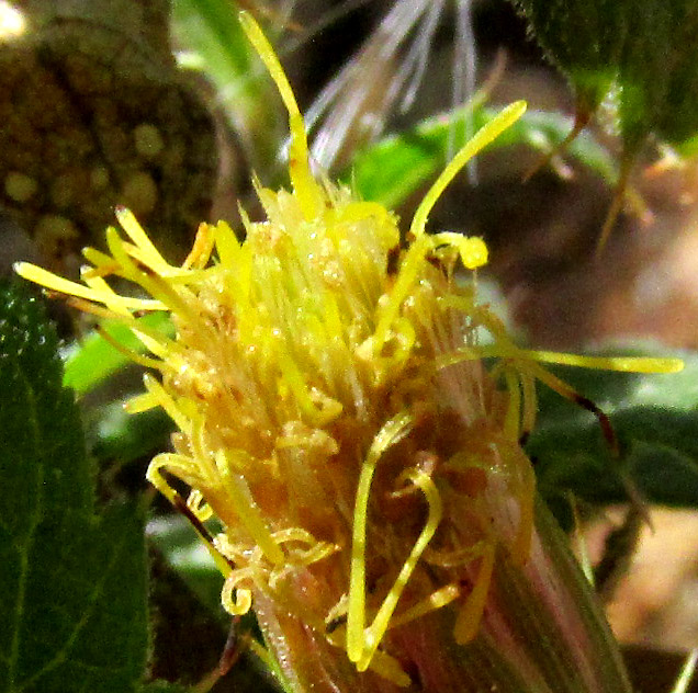 BRICKELLIA SUBULIGERA, capitulum viewed from top showing yellow style branches