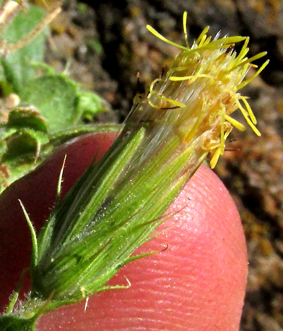BRICKELLIA SUBULIGERA, capitulum viewed from side, showing needle-tipped phyllaries