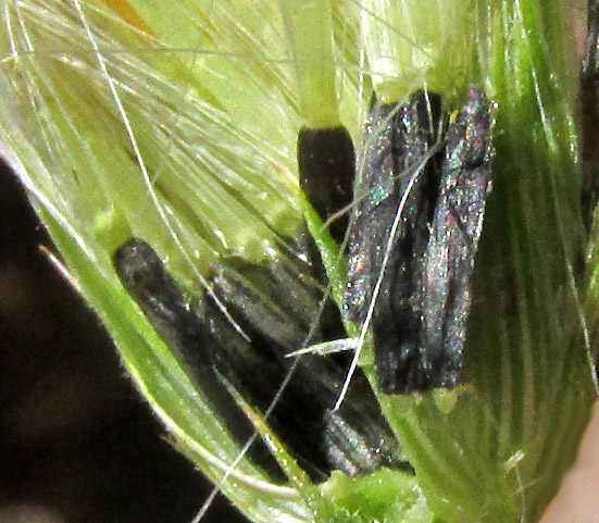 BRICKELLIA SUBULIGERA, black, ribbed cypselae with no paleae