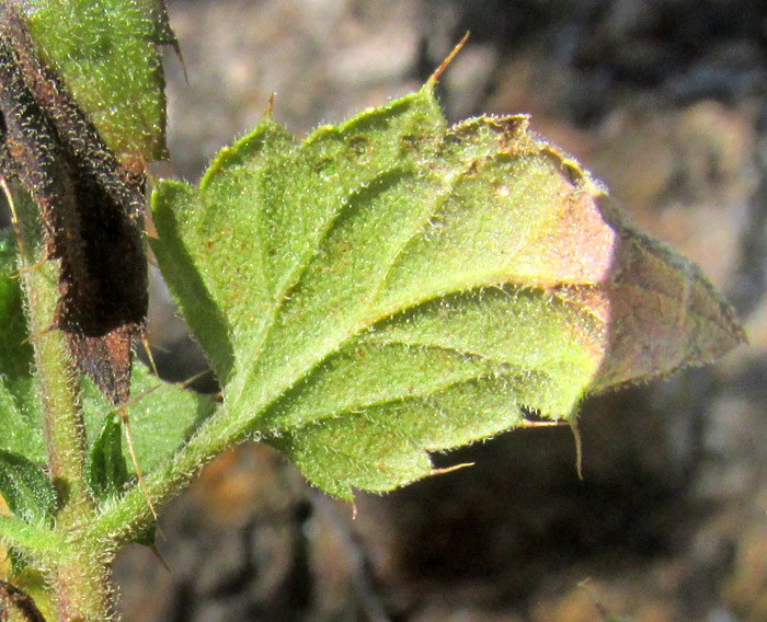 BRICKELLIA SUBULIGERA, Leaf from below showing pubescence and needle-tipped margin teeth