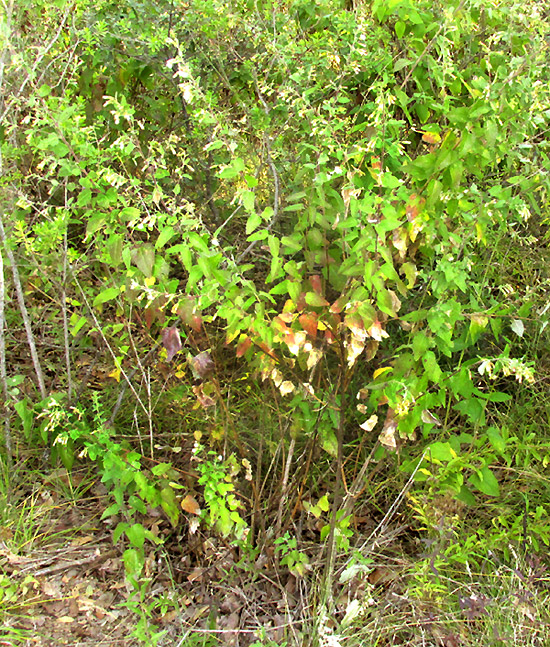 BRICKELLIA PENDULA, bush in habitat
