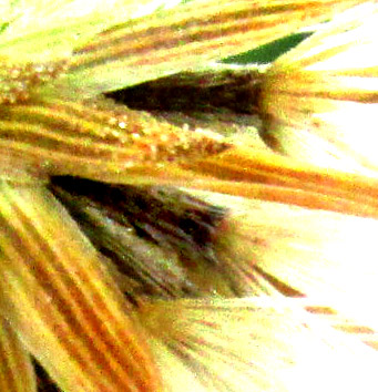 BRICKELLIA PENDULA, close-up of mature cypselae bearing pappi