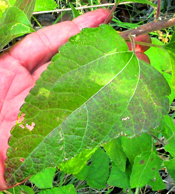 BRICKELLIA PENDULA, stem leaf from above
