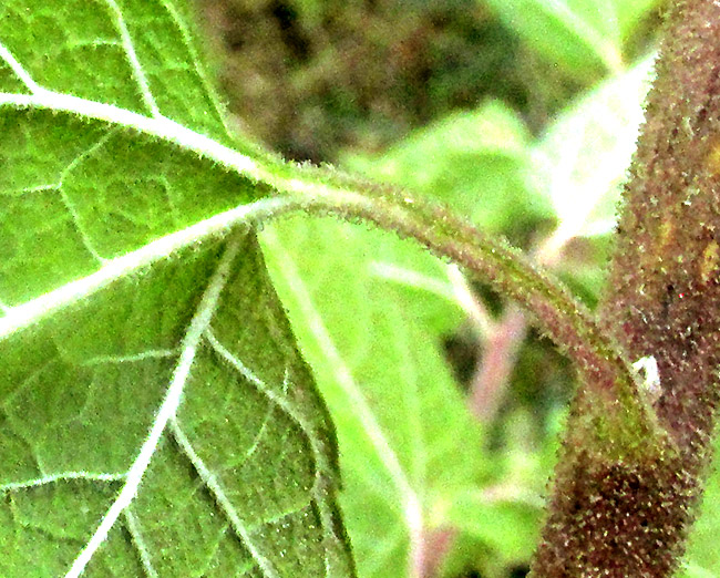 BRICKELLIA PENDULA, stem leaf base, petiole and stem viewed from below