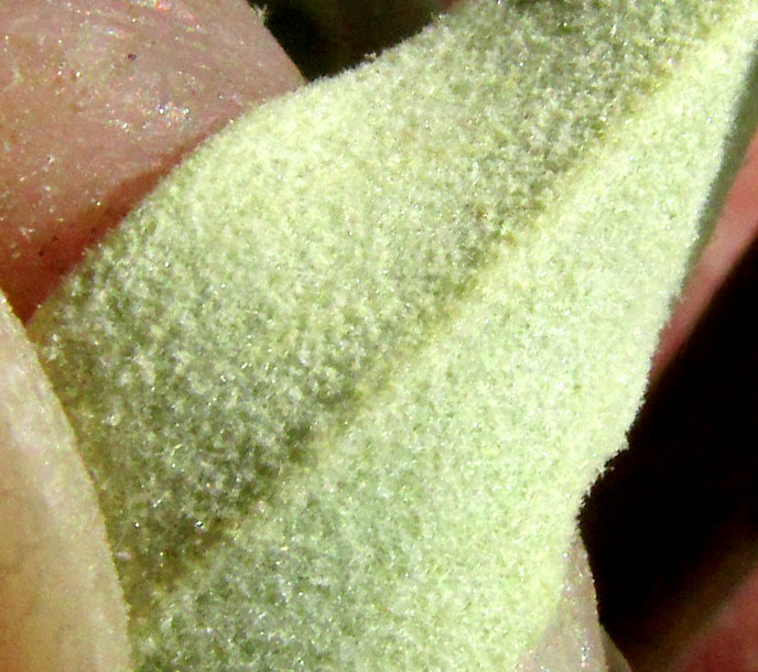 BUDDLEJA SESSILIFLORA, dense white hairiness on leaf underside