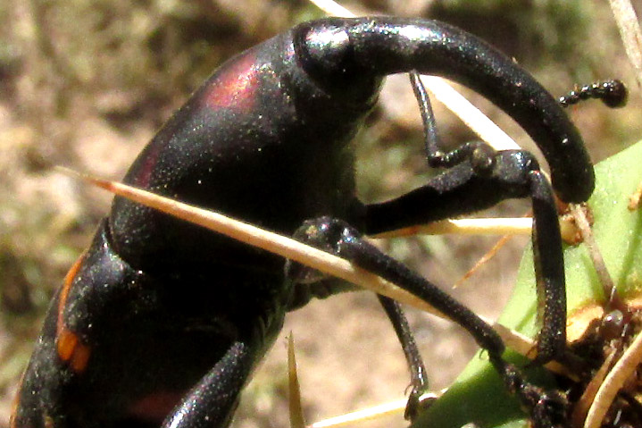 Cactus Weevil, CACTOPHAGUS SPINOLAE, close-up of head