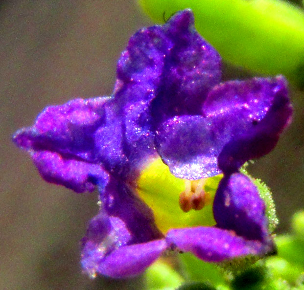 Seaside Petunia, CALIBRACHOA PARVIFLORA, flower close up from top