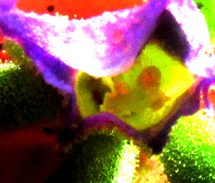 Seaside Petunia, CALIBRACHOA PARVIFLORA, view into flower throat