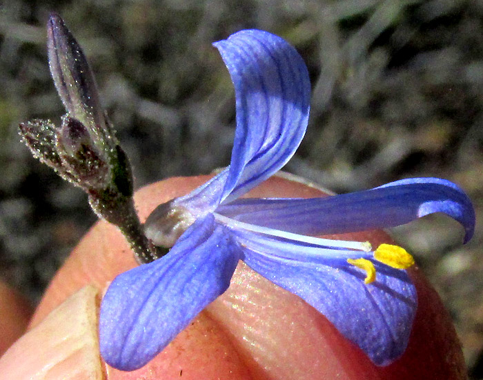 Smallflower Wrightwort, CARLOWRIGHTIA PARVIFLORA, flower showing two bent-low stamens and style