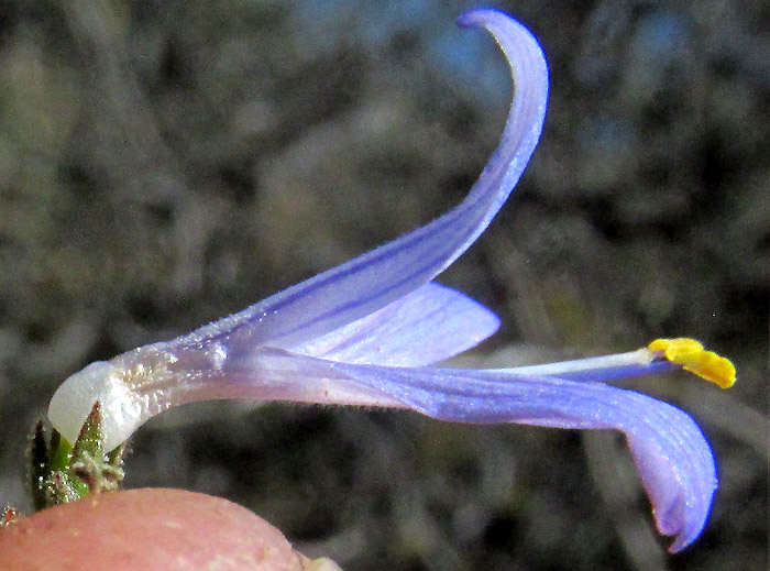 Smallflower Wrightwort, CARLOWRIGHTIA PARVIFLORA, flower side view