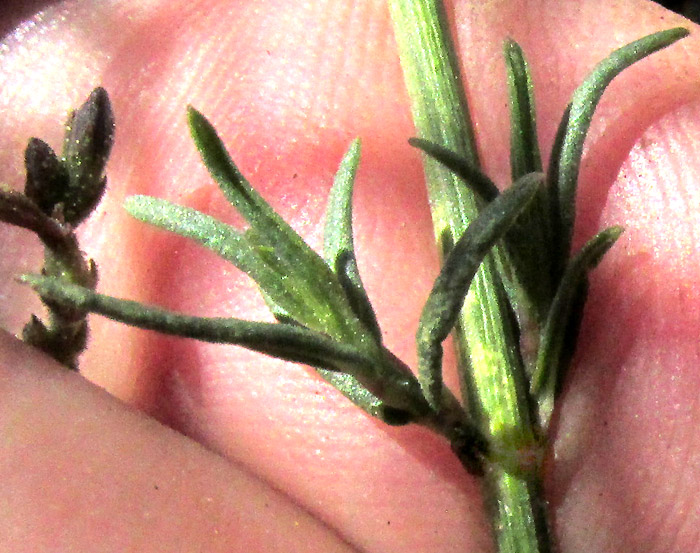 Smallflower Wrightwort, CARLOWRIGHTIA PARVIFLORA, leaves