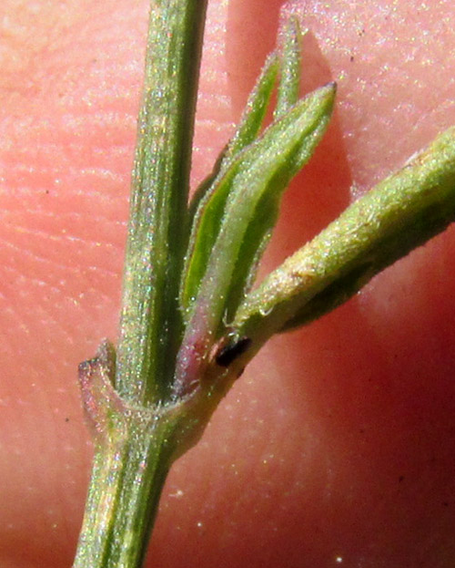 Smallflower Wrightwort, CARLOWRIGHTIA PARVIFLORA, squared stem