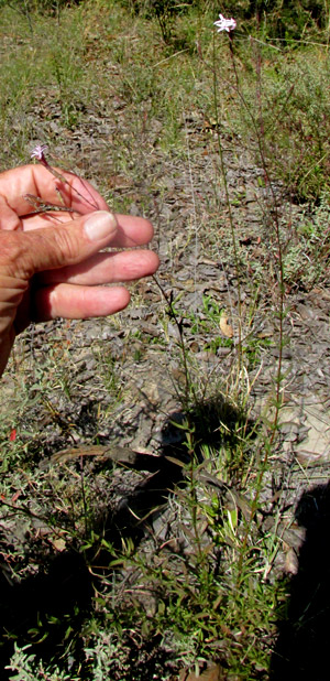 Bristlehead, CARPHOCHAETE BIGELOVII, in habitat, flowering