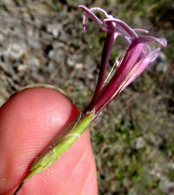 Bristlehead, CARPHOCHAETE BIGELOVII, flowering capitulum
