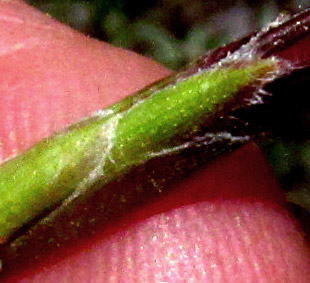 Bristlehead, CARPHOCHAETE BIGELOVII, phyllary close-up
