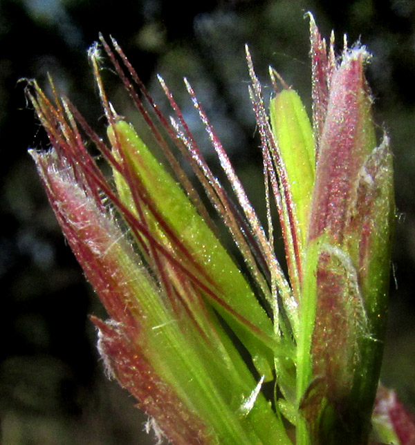 Bristlehead, CARPHOCHAETE BIGELOVII, leaves and stem