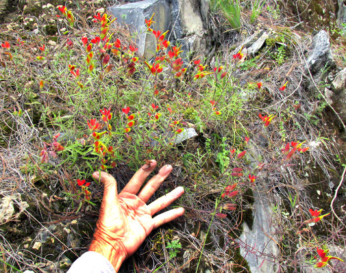 CASTILLEJA INTEGRIFOLIA, plant in habitat