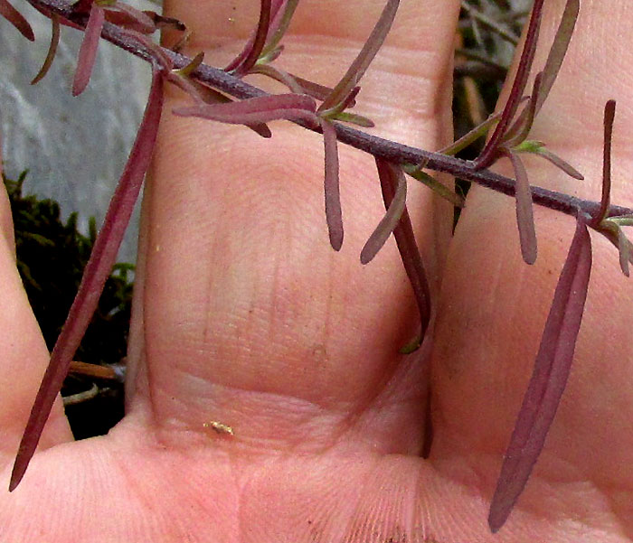 CASTILLEJA INTEGRIFOLIA, stems and leaves close up