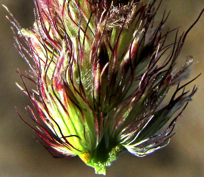 CENCHRUS PILOSUS, inflorescence broken to show individual spikelets and bristles