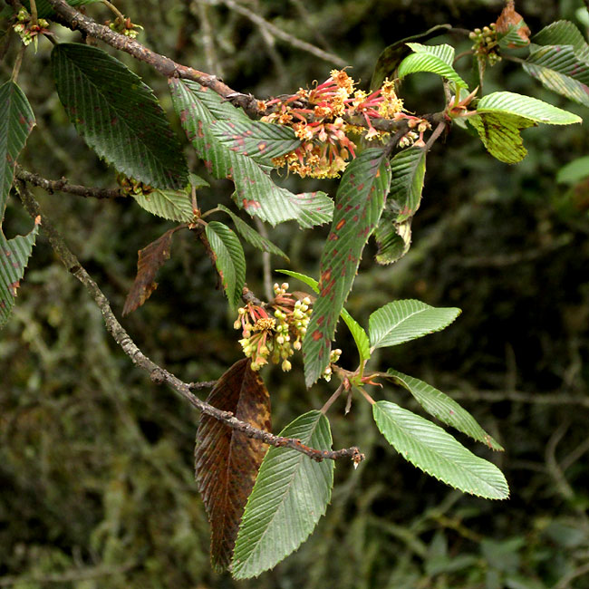 Mountain Mahogany, CERCOCARPUS MACROPHYLLUS, stem, leaves & flowers