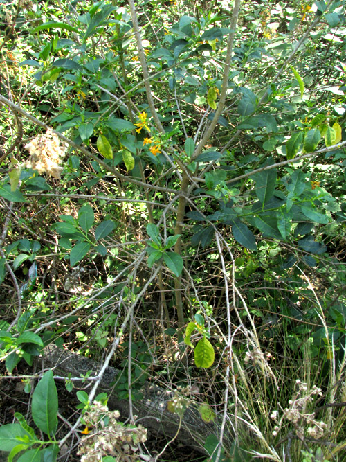CESTRUM OBLONGIFOLIUM, sprawling branches from central trunk