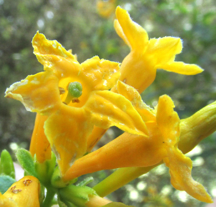 CESTRUM OBLONGIFOLIUM, flower from front