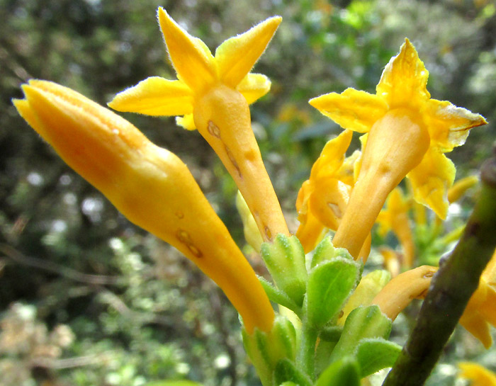 CESTRUM OBLONGIFOLIUM, flower from side