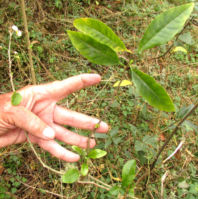 CESTRUM OBLONGIFOLIUM, habitat, leafy plant with fruits