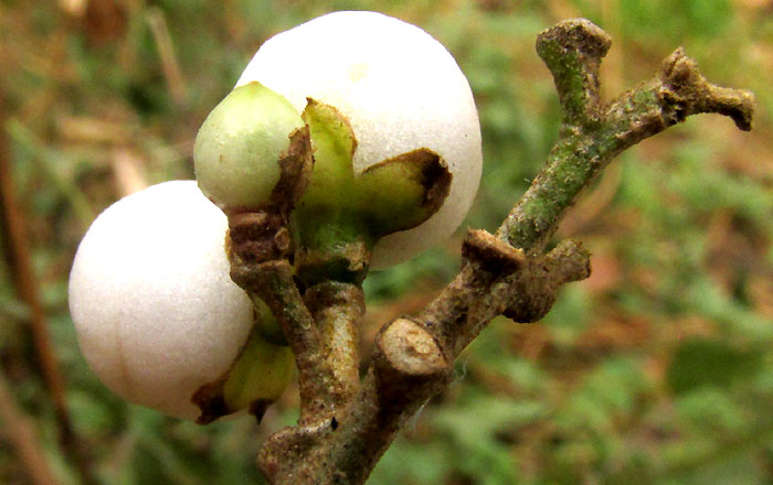 CESTRUM OBLONGIFOLIUM,  white fruit with sepals