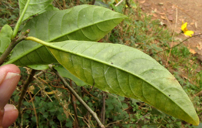 CESTRUM OBLONGIFOLIUM, leaf