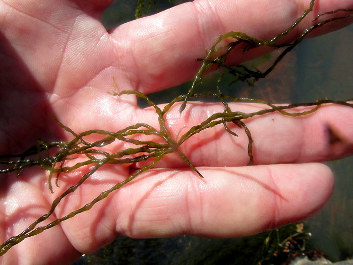Fragile Stonewort, CHARA GLOBULARIS, stem segment with leaves in hand