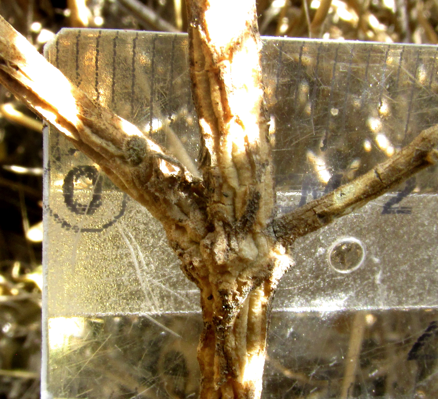 CHTHAMALIA OJADAPANTHA, lower stem's corky ridges and branching node