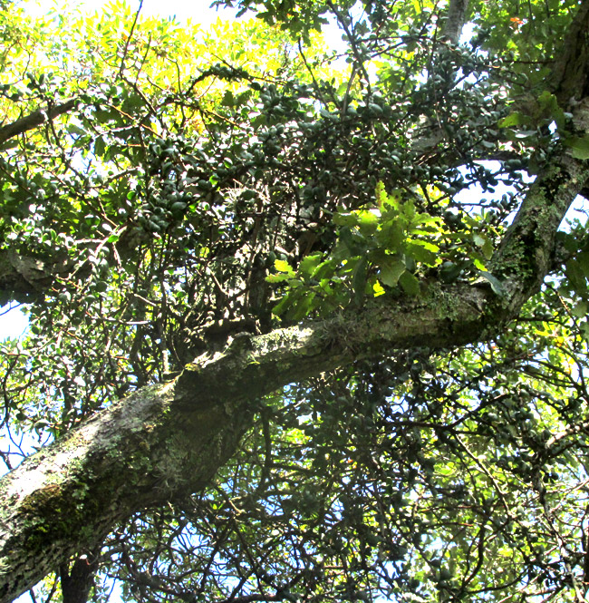 CLADOCOLEA DIVERSIFOLIA, mistletoe on oak branh