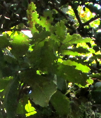 CLADOCOLEA DIVERSIFOLIA, leaves of Quercus obtusata
