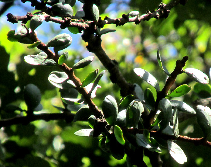 CLADOCOLEA DIVERSIFOLIA, leaves and stem