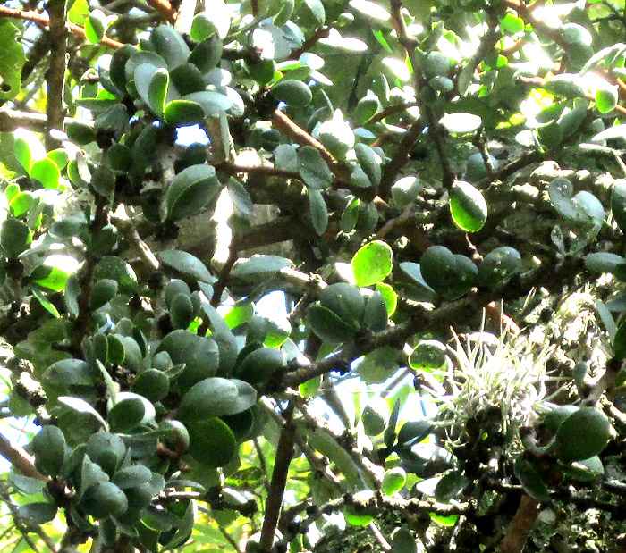 CLADOCOLEA DIVERSIFOLIA, dense leaf cluster