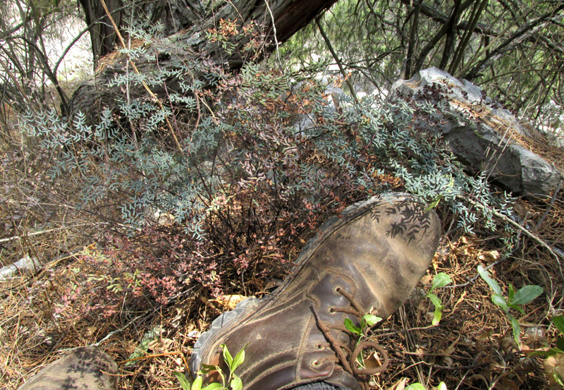 False Cloak Fern, ARGYROCHOSMA FORMOSA, habitat