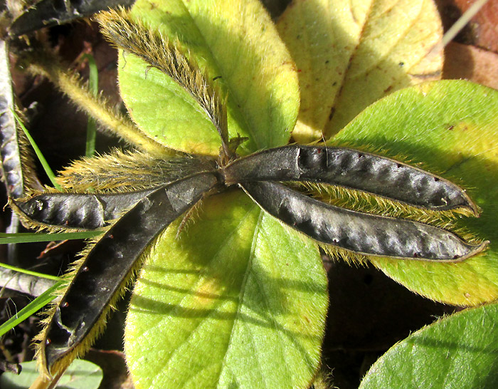 Lemmon's Cologania, COLOGANIA OBOVATA, shaggy-vllous legumes and leaves