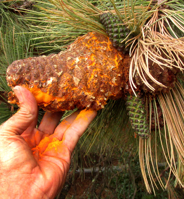 Cone Rust, CRONARTIUM CONIGENUM, infected, oversized, sporulating cone of PINUS PSEUDOSTROBUS