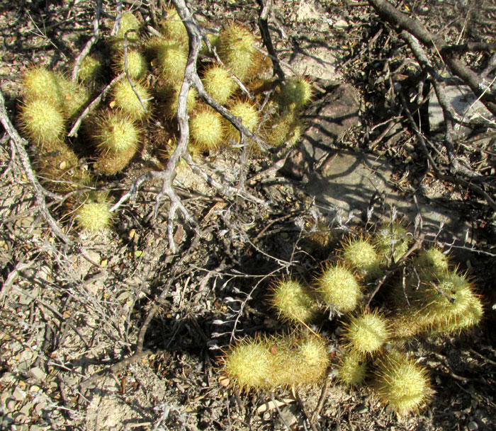 Pincushion Cactus, CORYPHANTHA ERECTA, young plants