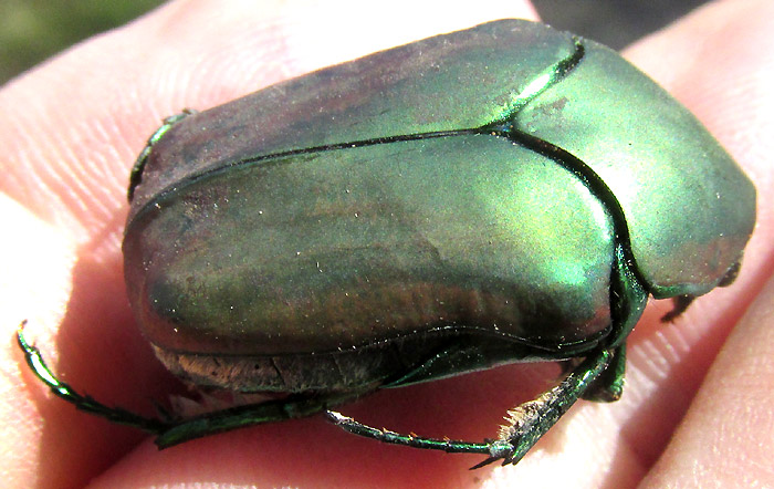 Green Fig Beetle, COTINIS MUTABILIS, top view